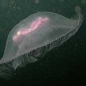 whitesea0805_05
