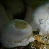 whitesea0805_12