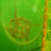 whitesea0805_25